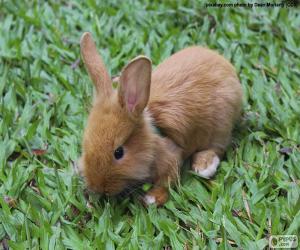 yapboz Küçük tavşan